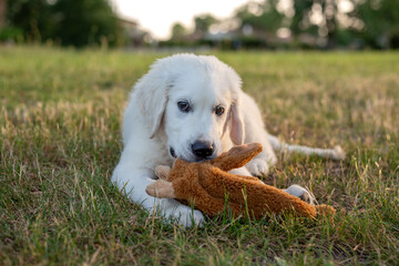 Un jeune chiot blanc de race golden retriever dans la nature avec sa peluche