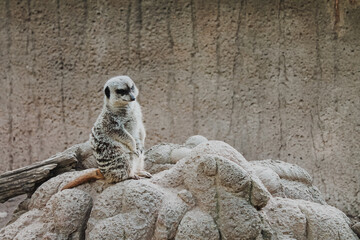 Alert meerkat standing upright on a rocky mound against a textured earth wall, vigilant sentinel...