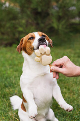 Happy Jack Russell Terrier eating a paw shaped ice cream treat on the green lawn on a sunny day. A male hand holds an ice cream for his dog