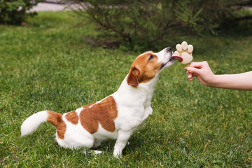 Adorable Jack Russell Terrier eating a paw shaped ice cream treat on the green lawn on a sunny day....