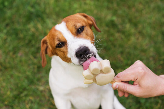 Jack Russell Terrier eating a paw shaped ice cream treat on the green lawn on a sunny day. A male hand holds an ice cream for his dog