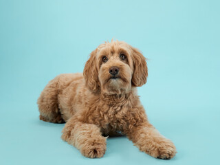 A Labradoodle with curly fur lies down, looking ahead with a calm expression, set against a light blue background.