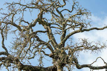 dead tree in the sky wild branches