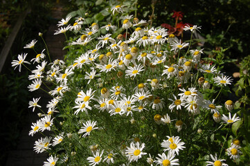 Beautiful flowers of medicinal plant chamomile close-up on a flowerbed