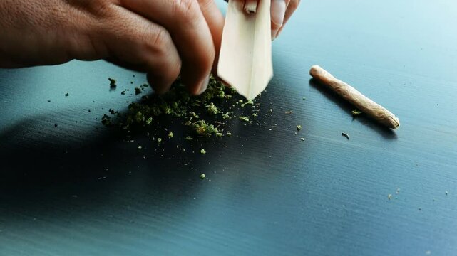 Male hands filling a rolling paper with cannabis marijuana, in preparation of a joint.