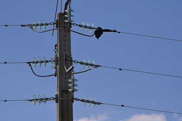 Electric pole