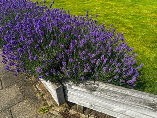 Lavender behind a wooden border. A dense bush of purple lavender blooms beside a sidewalk, framed...