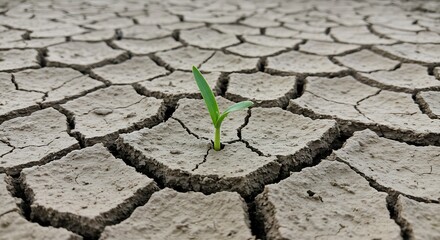 Resilience: A single sprout emerges from cracked, arid earth, symbolizing hope and perseverance in drought conditions.