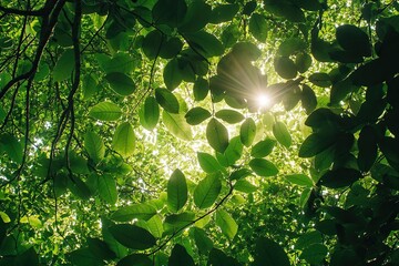 vibrant leaves, dappled light, sense of natural tranquility
