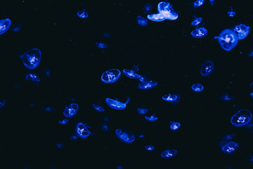 Jellyfish swimming gracefully in an illuminated underwater environment at night