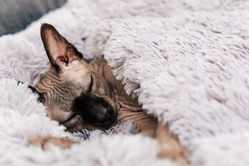 Sphynx cat peacefully sleeping under a cozy blanket in a soft warm environment