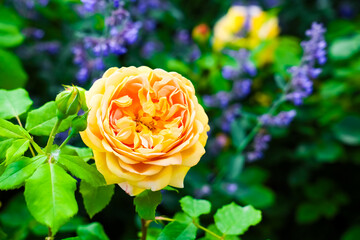 Beautiful yellow rose blooming among colorful flowers in a vibrant garden setting