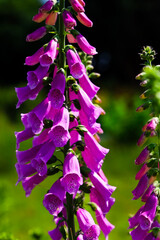 Vibrant purple foxglove flowers bloom in a sunny garden during summer © ir1ska