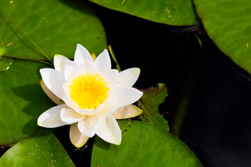 Beautiful water lily blossoms on calm pond surface with vibrant green lily pads