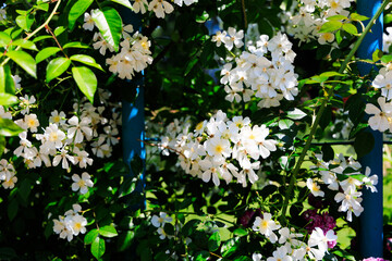 Abundant white flowers blooming on green vines in a sunny garden during springtime