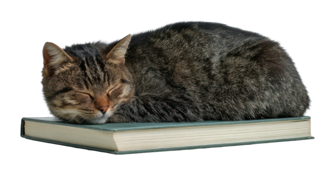 PNG Cat sleeping on a closed book background animal white.