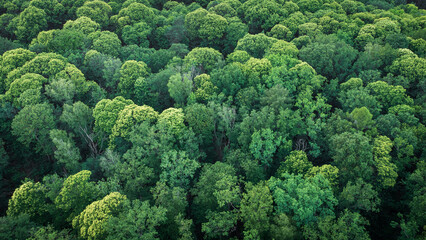 Deutscher grüner Wald aus der Vogelperspektive 

