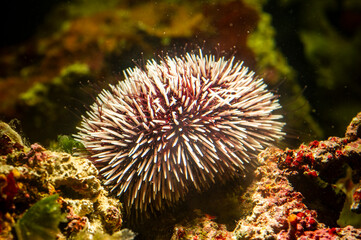 Underwater Mediterranean purple sea urchin - Sphaerechinus granularis. riccio canuto (sphaerechinus granularis). Alghero. Sardinia, Italy.