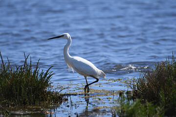 Little Egret walking in a marsh