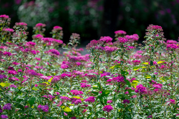 Selective focus of purple pink flowers in the garden, Spiraea, Spirea or Meadowsweets (Spierstruik)...