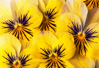 floral background of wild violet yellow and blue