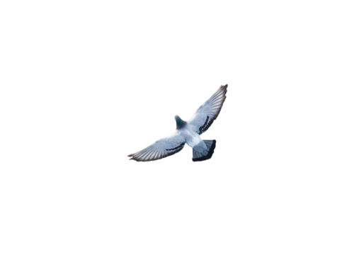Solitary Flight A Dove in the Night isolated on transparent baackground