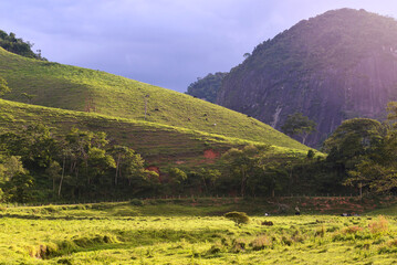 Fototapeta premium A sunlit pasture with grazing cattle, casting a warm, golden glow over the tranquil countryside landscape.
