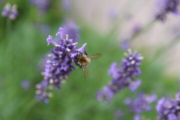 Close-up of a bee resting on vibrant lavender flowers in full bloom