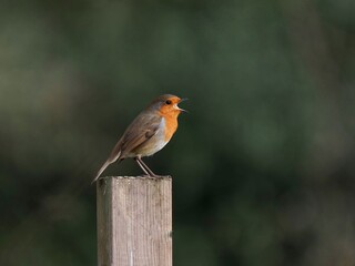 Robin perched on a post