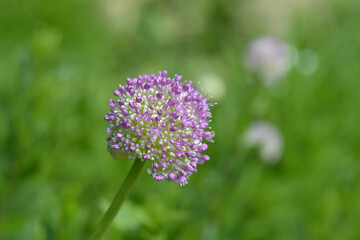 アリウム・ギガンチウム