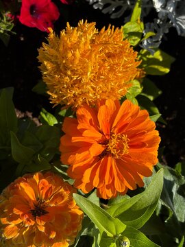 top view of orange zinnia flower blooms in spring