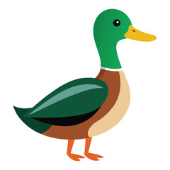 Mallard Duck - Cute Cartoon Illustration