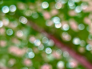 blurred close-up of a caladium with water droplets forming the bokeh effect
