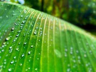 close-up of dewdrops on a banana tree leaf