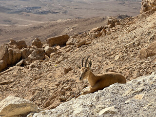 Wild Nubian ibex (Capra nubiana)