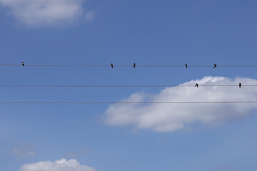 flock of birds (barn swallows) © Klimczak-Krajewska