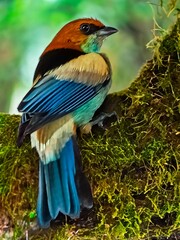 Multicolored tropical Brazilian bird known as the Saíra-sapucaia or tanager of the restingas (Stilpnia peruviana)