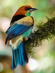 Multicolored tropical Brazilian bird known as the Saíra-sapucaia or tanager of the restingas (Stilpnia peruviana)