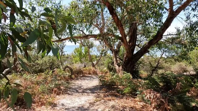 Millers Landing Nature Walk: Coastal Forest Trail Through Native Flora and Wildlife Habitat in Wilsons Promontory, Victoria, Australia
