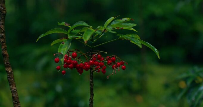 Red Japanese snowball. Plant with red berries, close-up