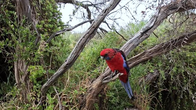 Crimson Rosella in the Wild at Wilsons Promontory, Victoria - Vibrant Native Parrot Perched in Australian Bushland