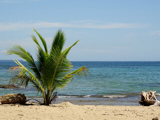 Young Palm Tree on Tropical Beach Shoreline, Playa Chiquita, Costa Rica