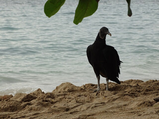 Black Vulture Standing on a Tropical Beach, Costa Rica