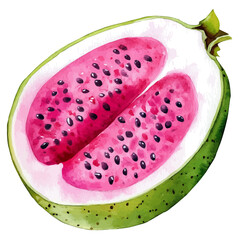 watercolor vector of Dragonfruit Slice, isolated on a white background.