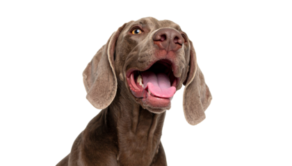 Brown weimaraner young dog is posing. Cute, happy crazy dog headshot smiling