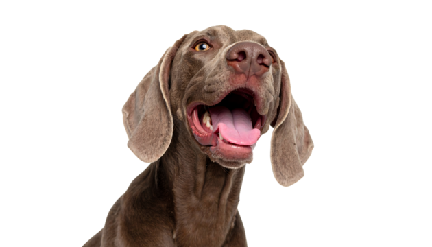 Brown weimaraner young dog is posing. Cute, happy crazy dog headshot smiling