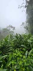 morning in the forest