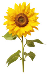 PNG Sunflower plant inflorescence asterales.