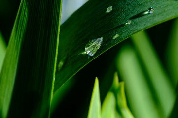 water drops on a green leaf