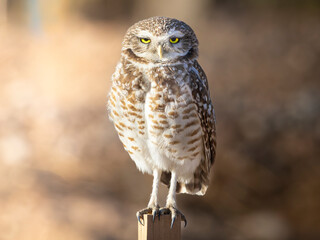 Burrowing Owl Stare you down 